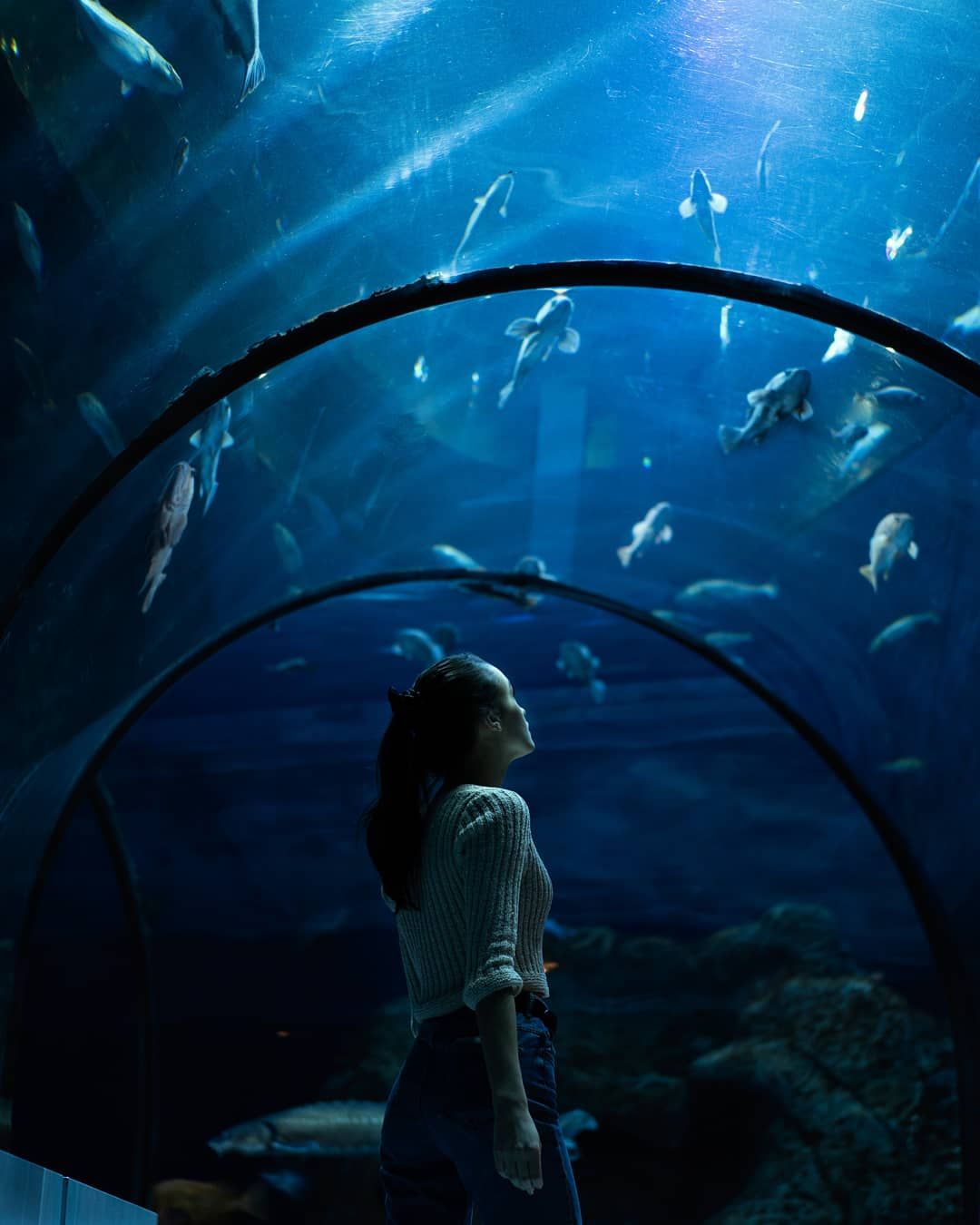 10 Pro Tips For Perfect Aquarium Sprudelstein Now
