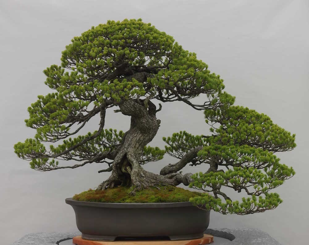 Bonsai Plant Uae At Teresa Joshi Blog Bonsai Plant Uae At Teresa Joshi Blog