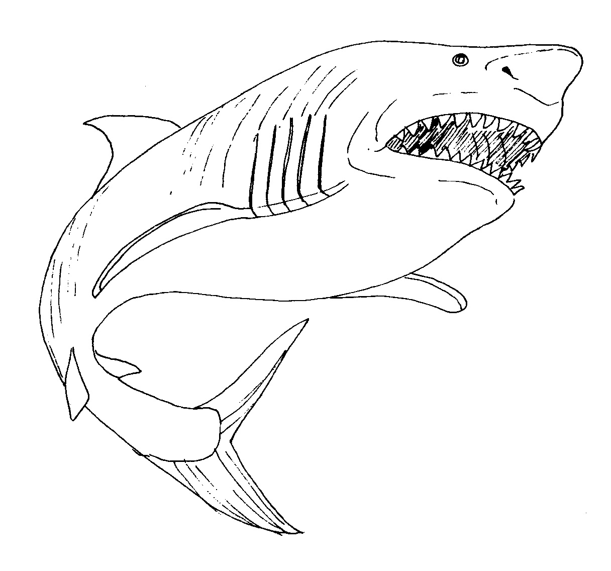 Free Printable Shark Coloring Pages For Kids Free Printable Shark Coloring Pages For Kids