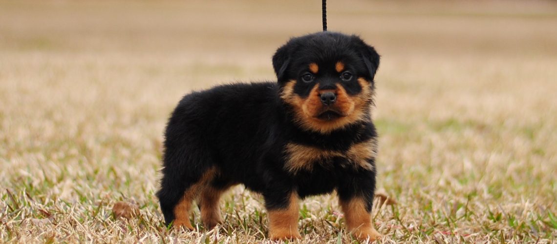 Miniature Rottweilers Mississippi Rottweilers Miniature Rottweilers Mississippi Rottweilers
