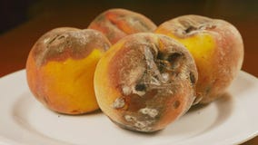 Rotten Peaches With Mold And Stock Footage Video (100% Royalty-Free ... Rotten Peaches With Mold And Stock Footage Video (100% Royalty-Free ...