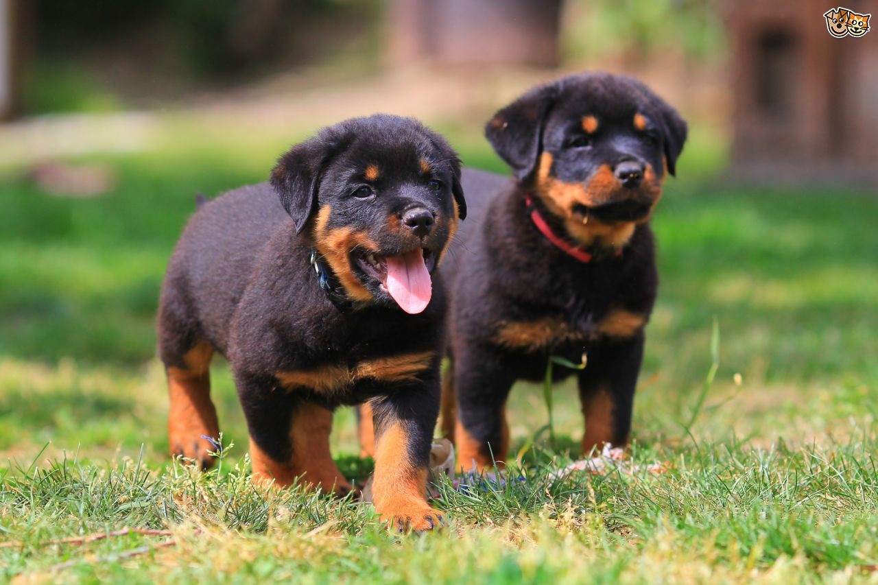 Rottweiler Puppy Pictures And Facts Rottweiler Puppies Rottweiler Rottweiler Puppy Pictures And Facts Rottweiler Puppies Rottweiler