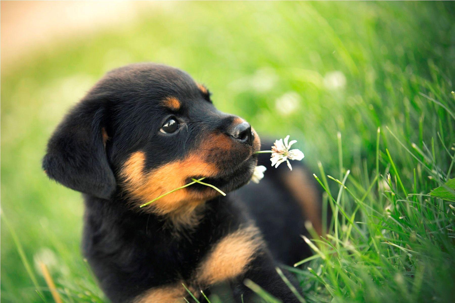 Rottweiler Rottweiler Puppy Rottweiler Rottweiler Puppy