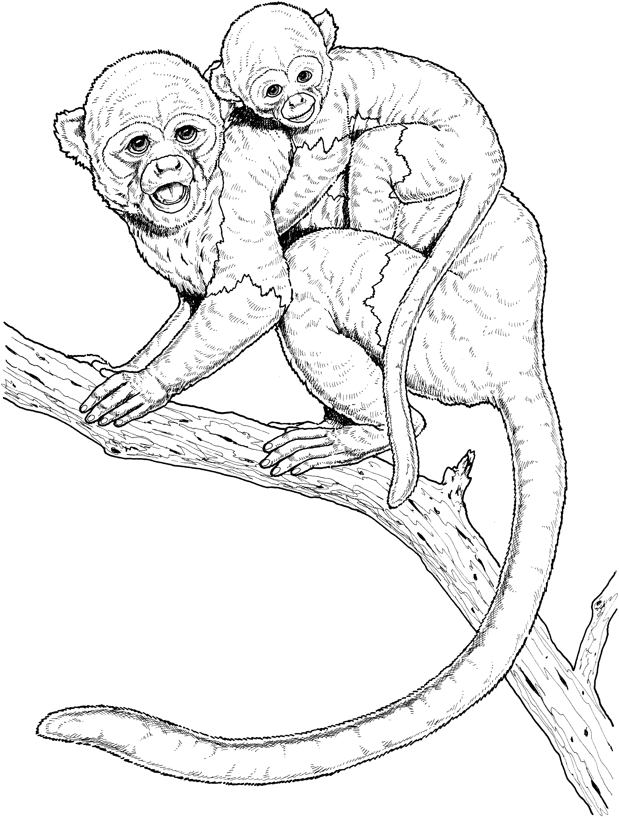 Ultimate Monkey Coloring Pages To Print Now