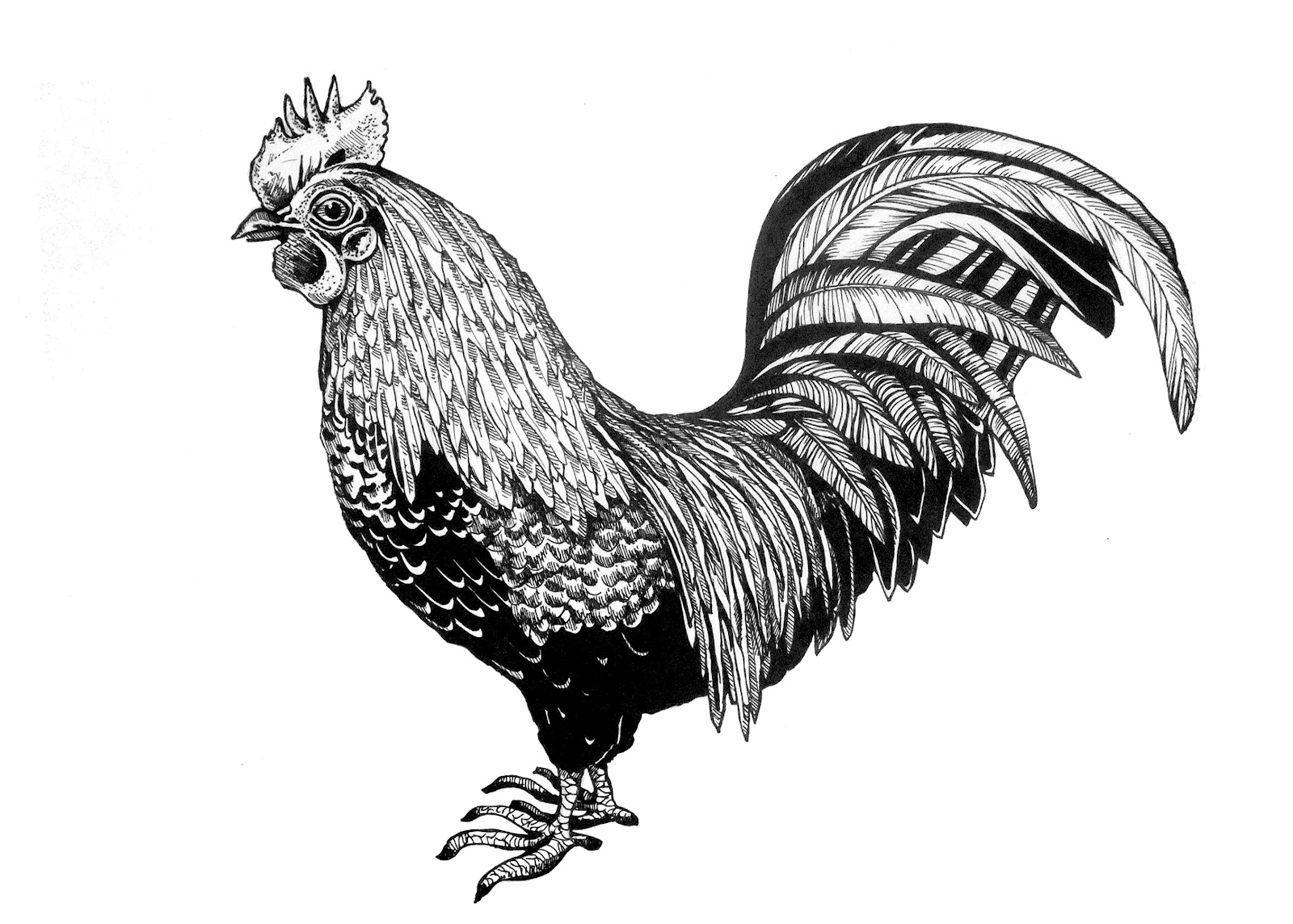 Ultimate Rooster Tattoo Designs Now
